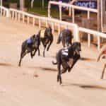 Music Glideaway assumes an early lead in the 2023 Irish Greyhound Derby semifinal.