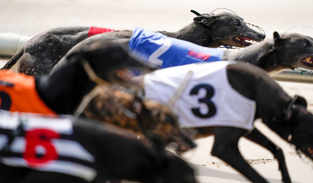 Greyhounds sprinting towards the opening bend at Romford Stadium.